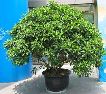 成都環(huán)保裝飾公司 成都環(huán)保裝飾公司