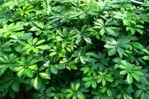 成都環(huán)保裝飾公司 成都環(huán)保裝飾公司