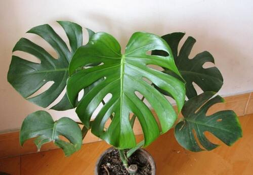 成都環(huán)保裝飾公司 成都環(huán)保裝飾公司